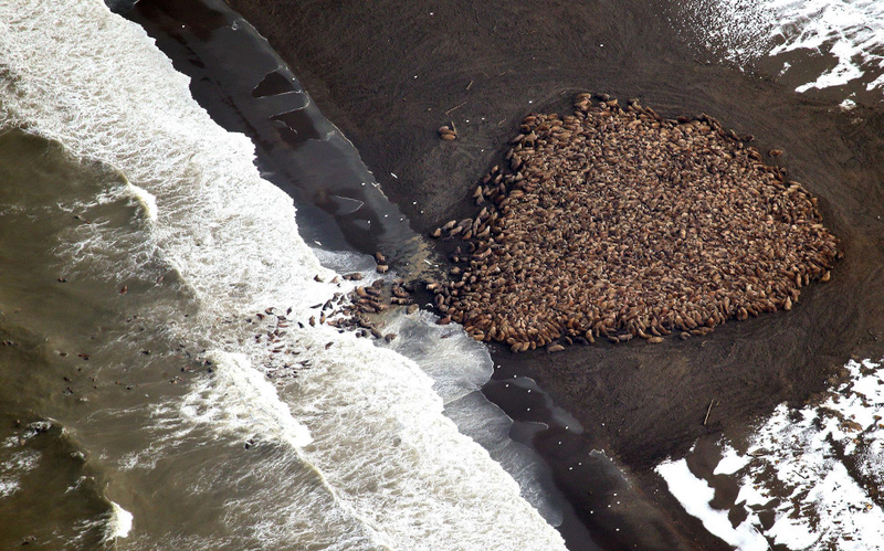 Illustration for article titled Massive Congregation Of 35,000 Walruses Linked To Climate Change